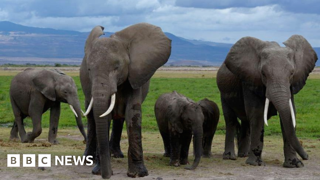 Amboseli elephant deaths: Kenya Wildlife Service suspects pesticide-sprayed tomatoes to be the cause - BBC
