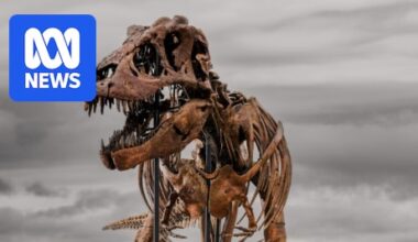 Tyrannosaurus rex skeleton nicknamed 'Gus' sells for nearly $72m
