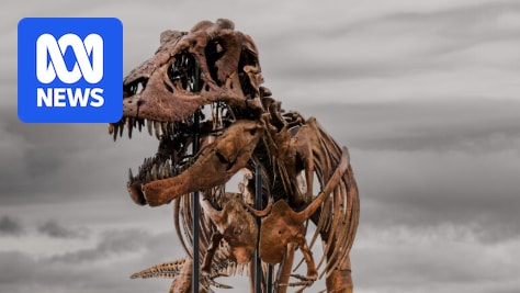 Tyrannosaurus rex skeleton nicknamed 'Gus' sells for nearly $72m