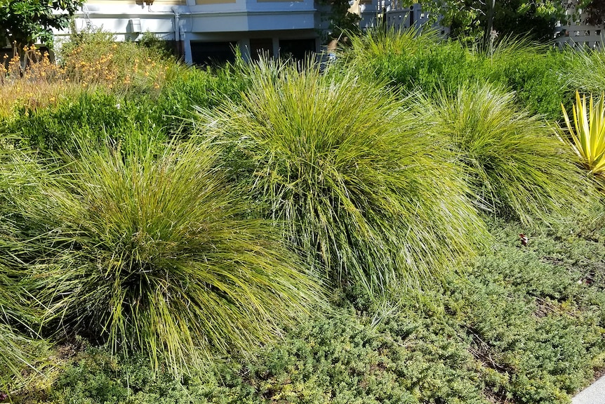 Large, spiny, green mounds of grass in a garden.