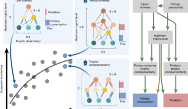 Food web complexity underlies biodiversity effects on ecosystem functioning