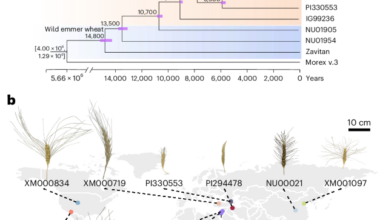 A tetraploid wheat pangenome reveals genomic variation and domestication footprints