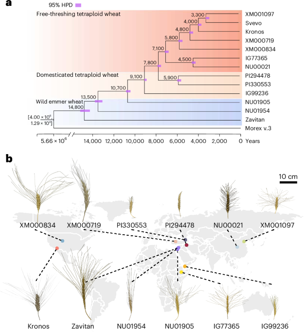 A tetraploid wheat pangenome reveals genomic variation and domestication footprints