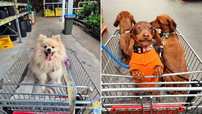 Some people say only assistance animals should be allowed, while others insist responsible owners shouldn’t be punished.