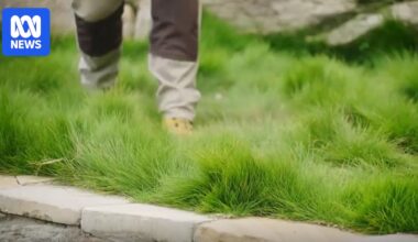 Lush native lawn ideas for waterwise, lower-maintenance gardens