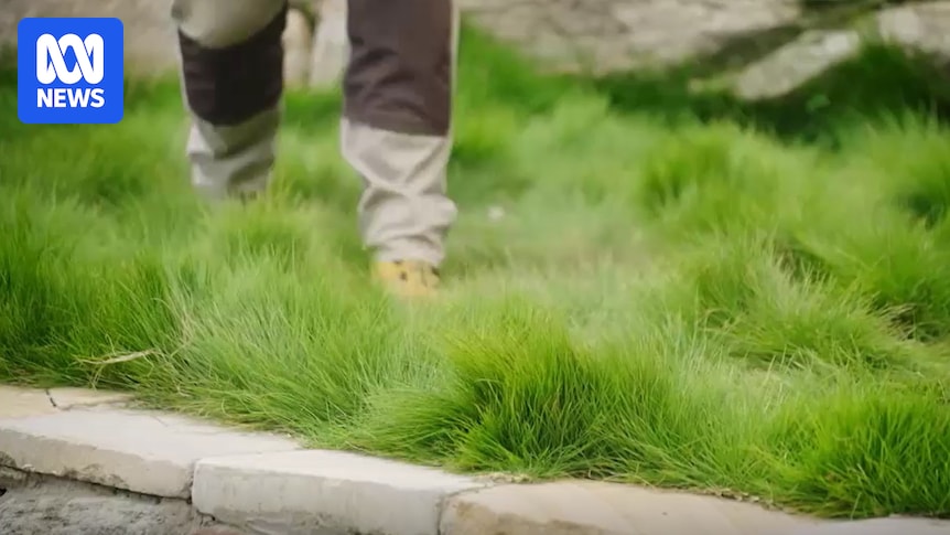 Lush native lawn ideas for waterwise, lower-maintenance gardens