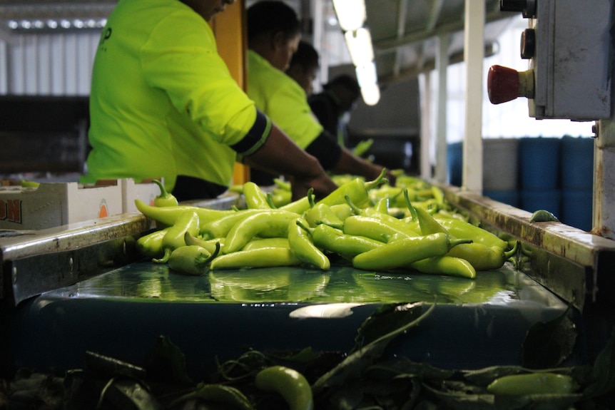 Yellow sweet peppers being processed on a conveyor belt.
