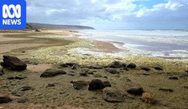 New report reveals what triggered SA's catastrophic algal bloom crisis
