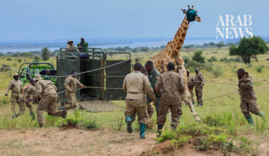 Giraffes given a new home in Uganda to escape oil drilling in the country’s largest park