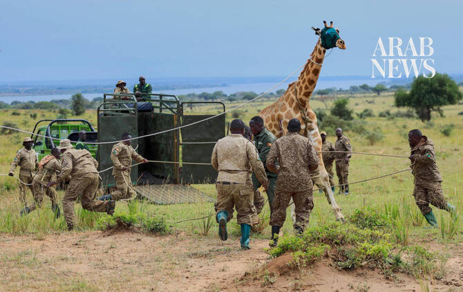 Giraffes given a new home in Uganda to escape oil drilling in the country’s largest park