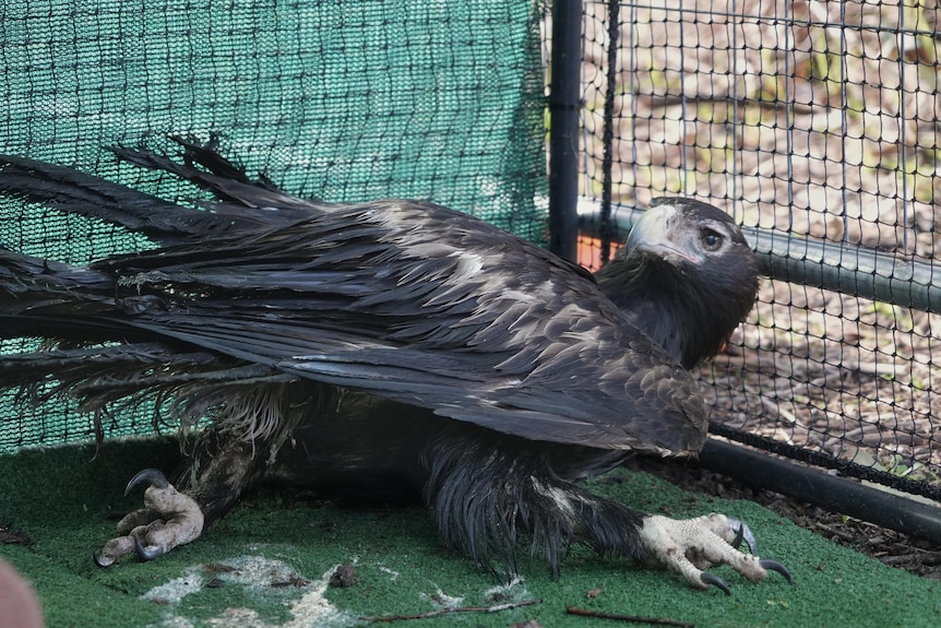 A wedge-tailed eagle on the floor of enclosure with its legs exposed.