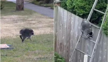 As Jimothy’s fame spread, Seattle residents began sharing their own encounters with the raccoon.