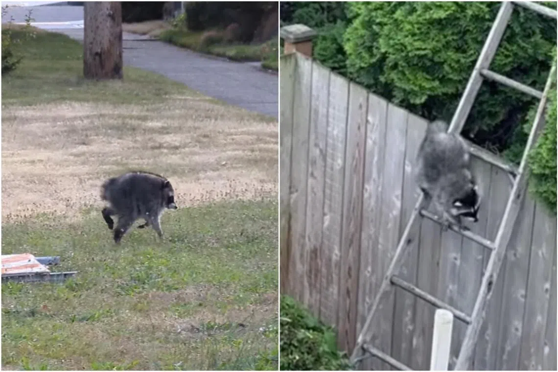 As Jimothy’s fame spread, Seattle residents began sharing their own encounters with the raccoon.
