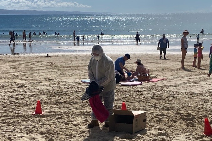Man in hazmat suit with bird on beach.