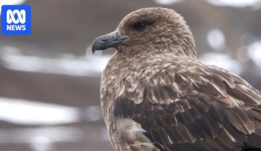 New Zealand reports first case of H5N1 bird flu detected in brown skua seabird