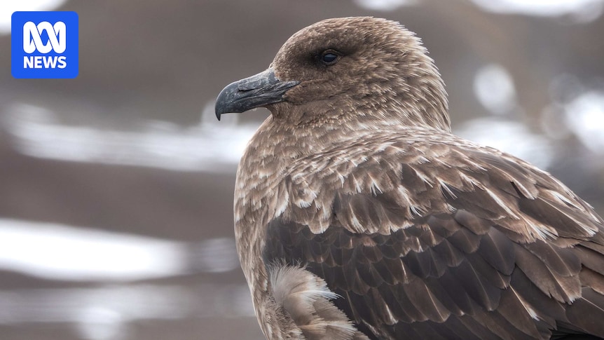 New Zealand reports first case of H5N1 bird flu detected in brown skua seabird