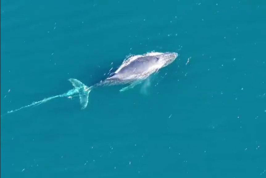 an aerial shot of a whale with fishing line on its tail