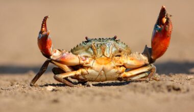 Why crabs walk sideways instead of forwards – and the answer is stranger than you think