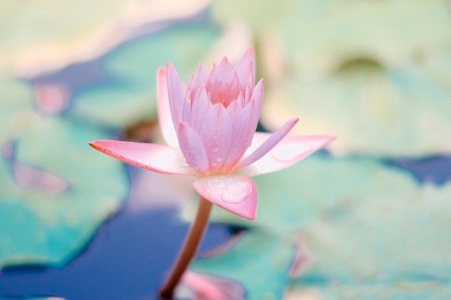 A pink pastel lotus flower rises from a pond.