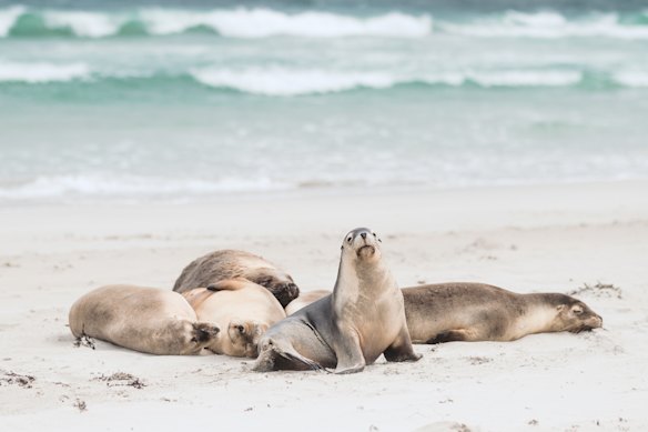Australian sea lions are endangered and the Kangaroo Island colony of 1000 is one of the country’s largest. 