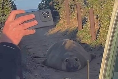 An unseen person takes a selfie with a young elephant seal in background on beach path.