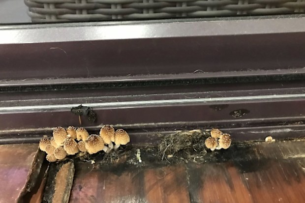 A buildup of moisture under the 75-year-old’s floorboards caused mushrooms to grow.