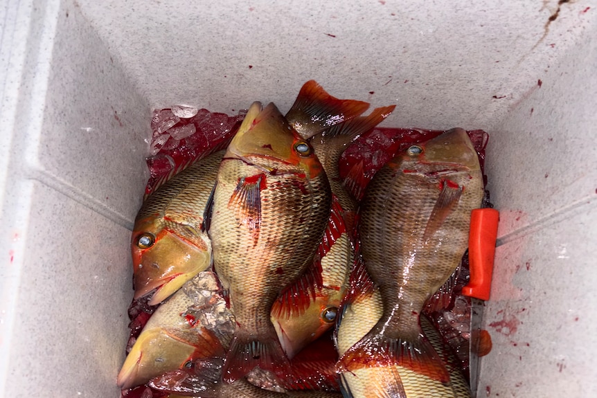 An esky of red-throat emperor fish.