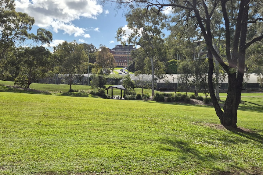 A wide expanse of green grass in a park, with trees and buildings in the background.