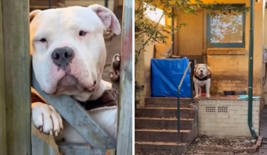‘Appalling’: Dog left stranded in boarded-up social housing lot for five weeks in Sydney’s inner west
