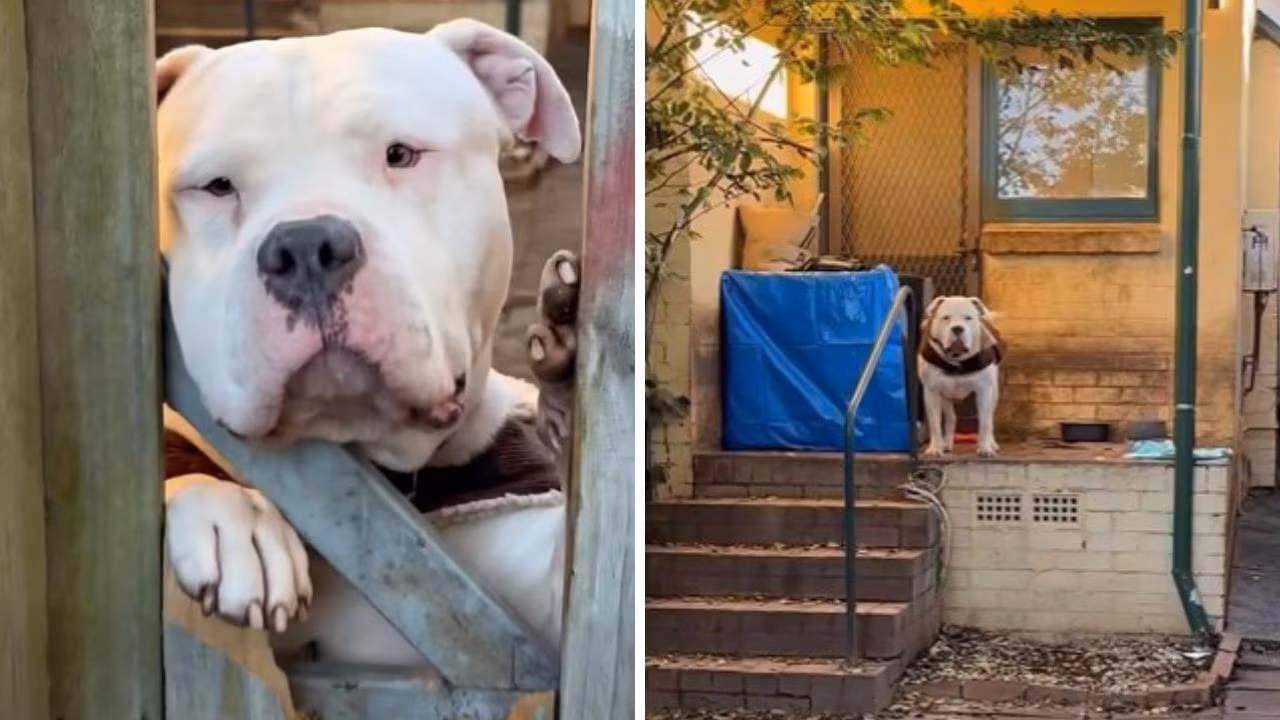 ‘Appalling’: Dog left stranded in boarded-up social housing lot for five weeks in Sydney’s inner west