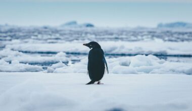 Experts spent 30 years studying penguin poop from space – and found something really weird