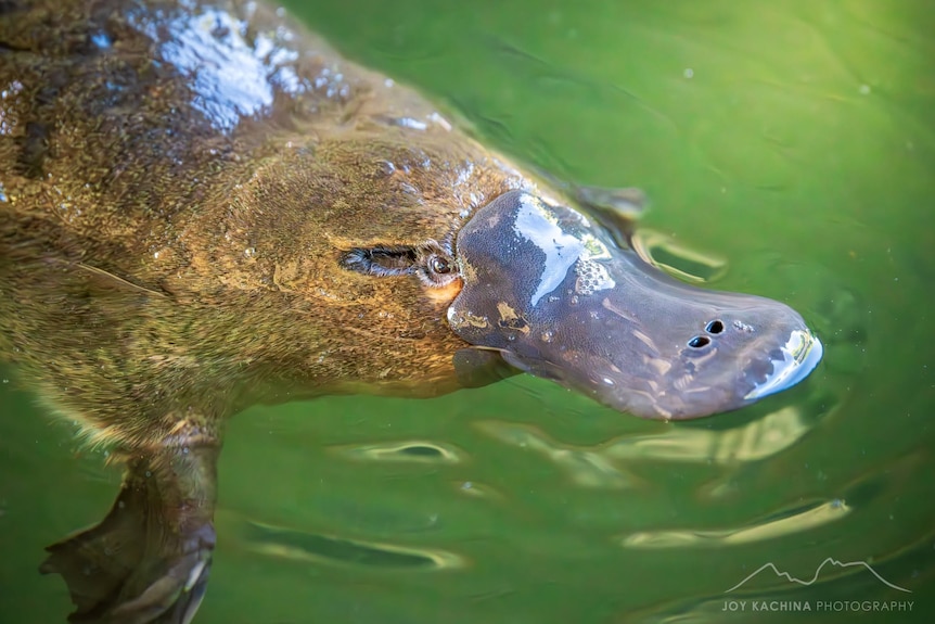 A young platypus photographed in the Meander River at Deloraine in 2024.