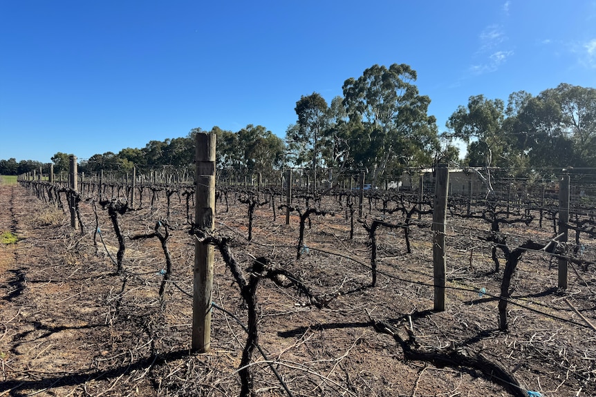 A vineyard that is not bearing fruit