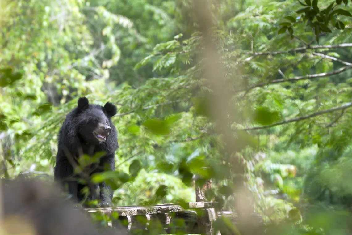 One of the 10 released moon bears exploring its enclosure at Luang Prabang Wildlife Sanctuary.