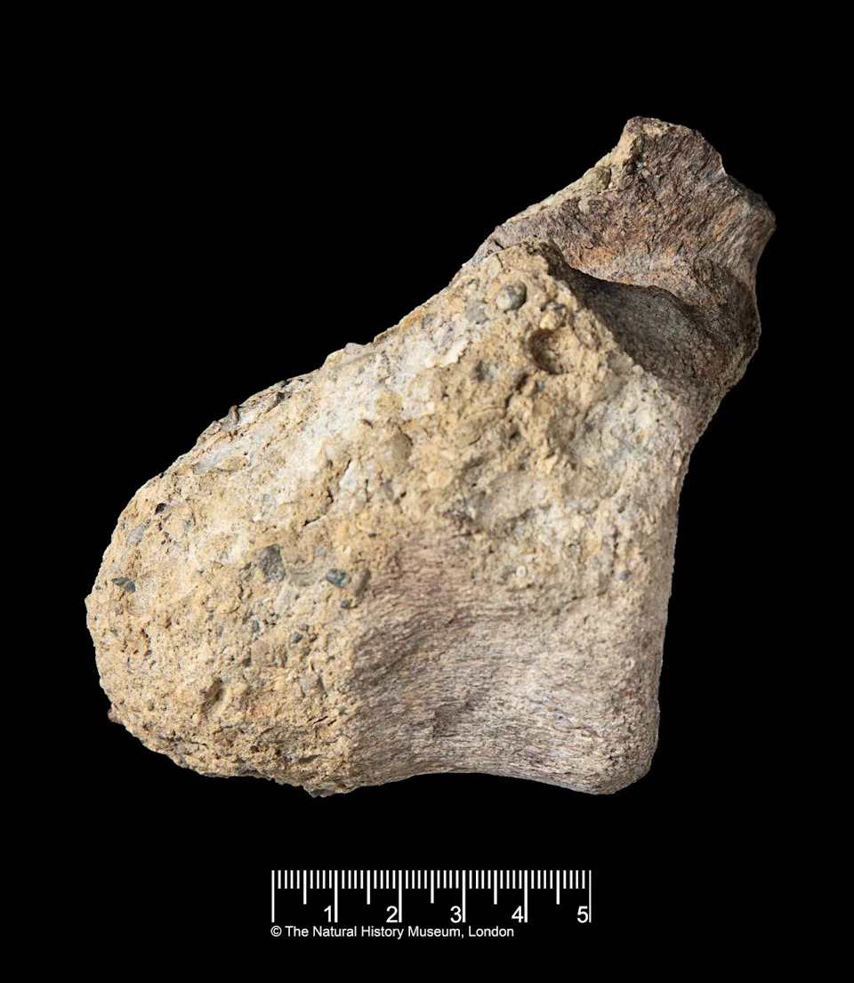 The bone comes from the tail of a long-necked, plant-eating dinosaur called a titanosaur. Scientists haven’t yet identified the species it belongs to (© The Trustees of the Natural History Museum, London)