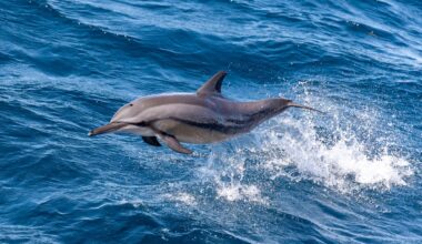 A spinner dolphin leaps through the air offshore Australia’s west coast