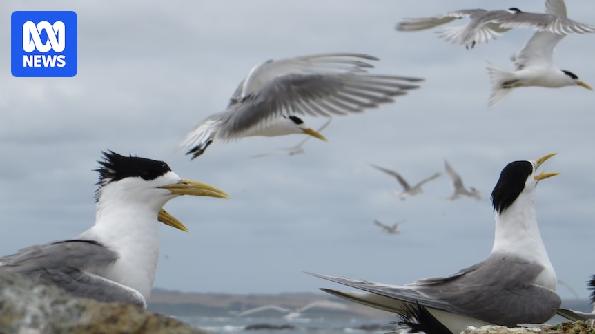 Bird flu detection training to be rolled out to SA conservation volunteers
