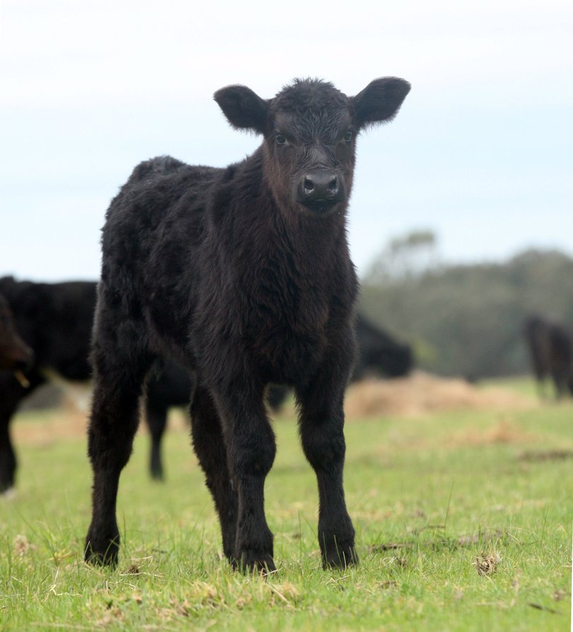 Stefan Vogel said Australia’s beef exports were exposed to continuously growing tensions between the two global superpowers.