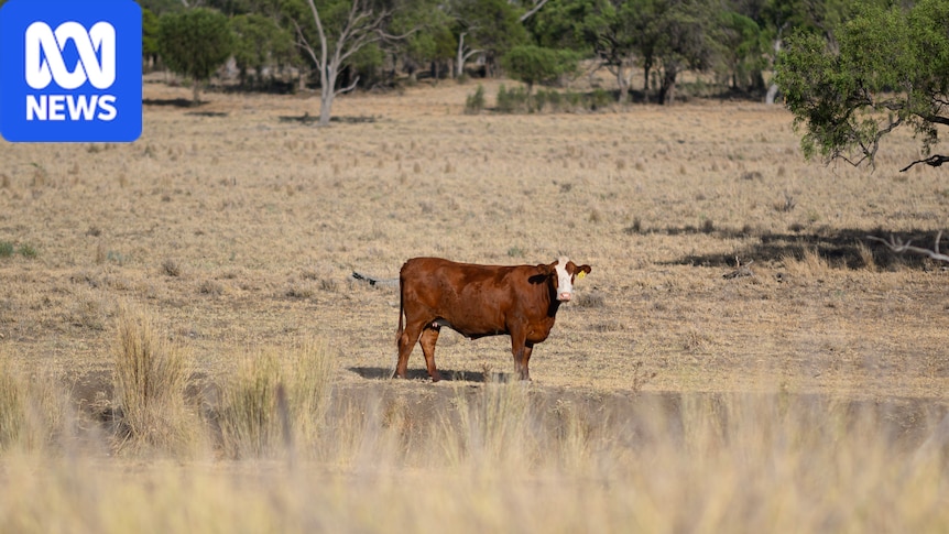 Parts of southern Queensland drought declared for first time in two years