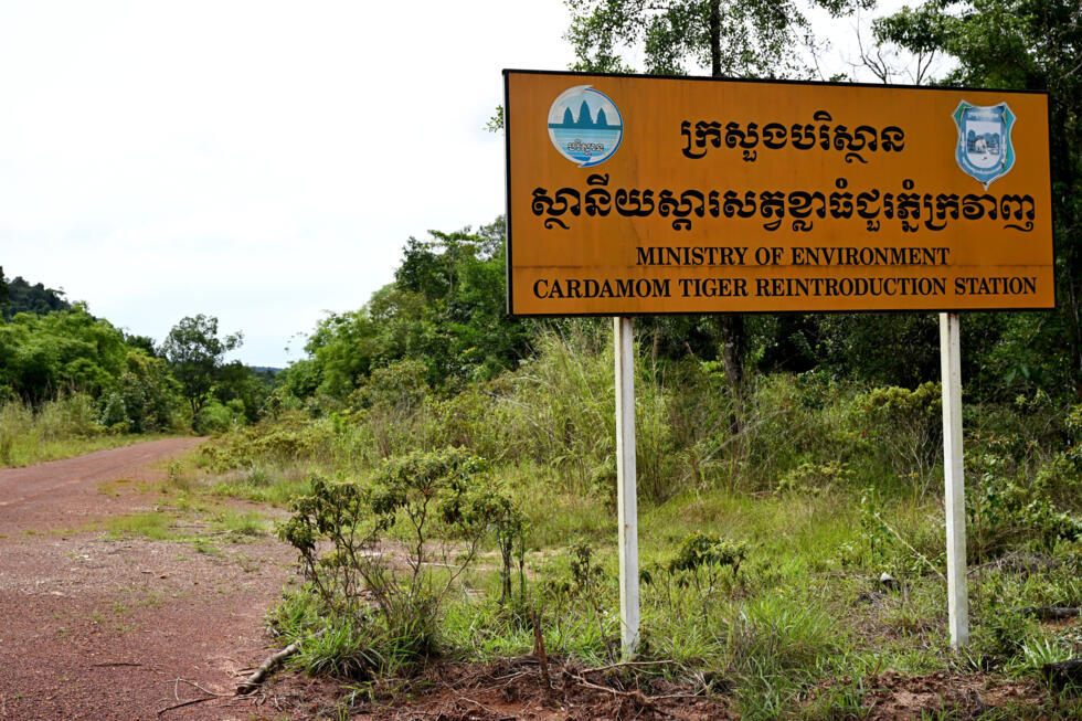 Reintroducing tigers could boost protection of Cambodia's landscapes, restore an iconic apex predator and even boost tourism