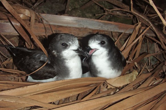A breeding pair of Gould’s petrel on Cabbage Tree Island.