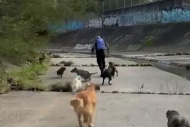 A pack of pet dogs has come to the rescue, chasing off a stranger who allegedly attempted to assault two women in a Melbourne park.