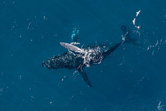 The birth of a humpback whale was captured by drone for the first time on Monday afternoon.