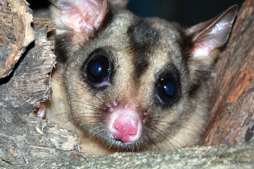 A mahogany glider.