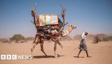 Africa's camels are dying from extreme heat as temperatures soar - BBC