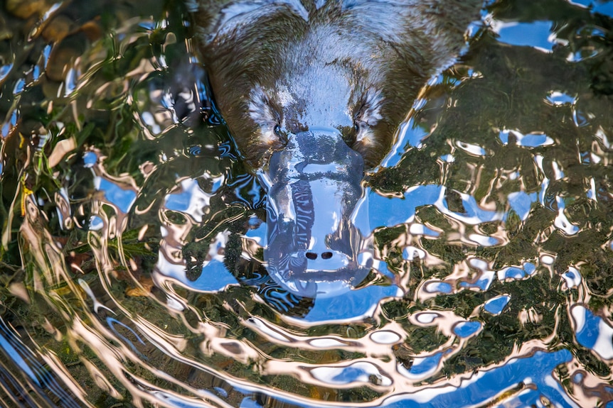 A photo of a grey platypus bill in water surrounded by reflection of the sky on the water ripples