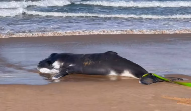 Cronulla, Sydney: Whale carcass washes up at popular beach