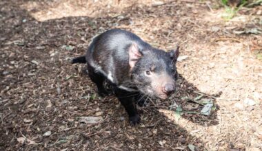 Gene editing could help Tasmanian devils fight off deadly facial cancer