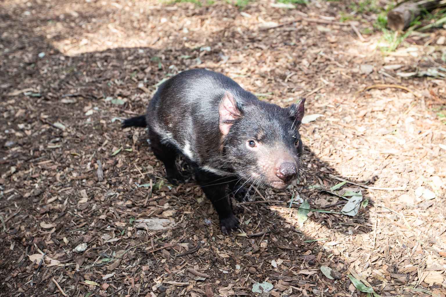 Gene editing could help Tasmanian devils fight off deadly facial cancer