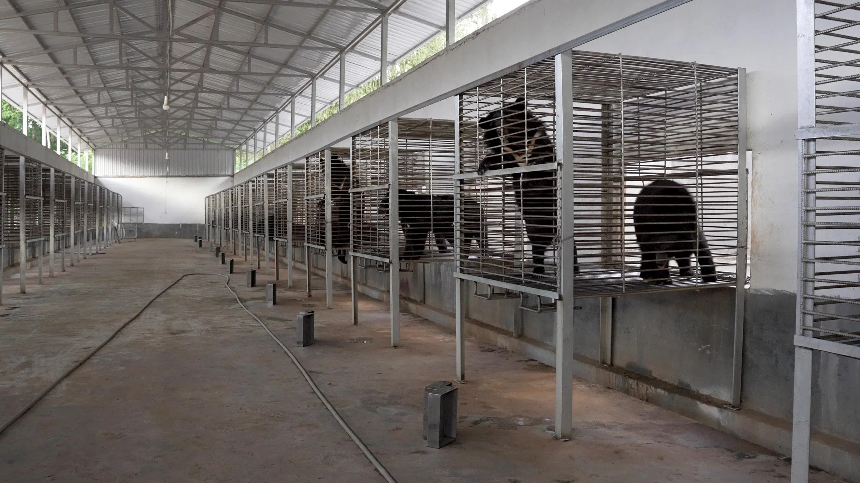 Some of the 27 bears in the illegal bear bile farm in Laos.